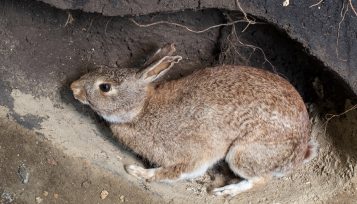 can rabbits see in the dark